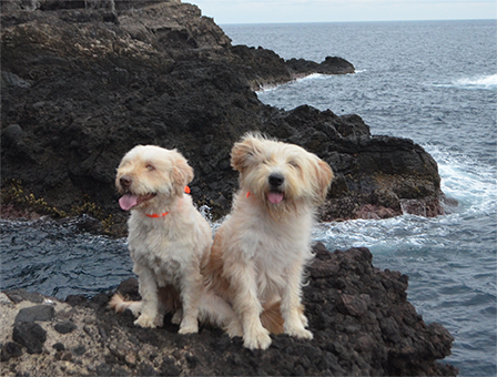 3세대 – 독도, 지킴이