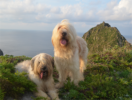 4세대 - 수호, 천사