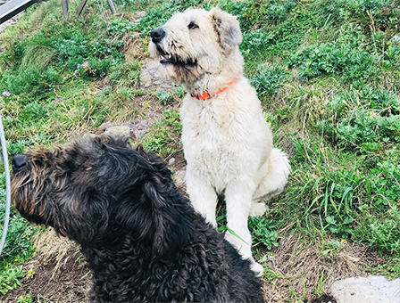 6세대 – 흑미, 백미