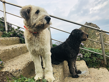 6세대 – 흑미, 백미