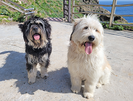 8세대 – 동해, 바다