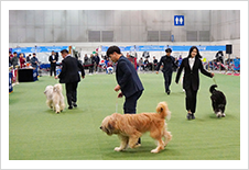 코리아 프리미어 도그쇼 中 삽살개 퍼레이드 공연 