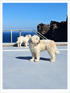 10대 독도지킴이견 우리와 나라 입도2