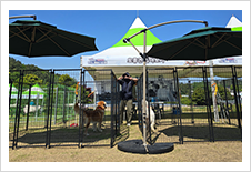 제10회 진도개 페스티벌 부스 운영1