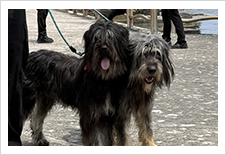 11대 독도지킴이견 '설국', '은주' 입도